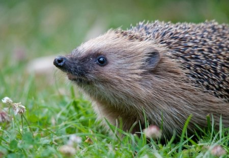 *** Hedgehog *** - animals, nature, hedgehod, grass