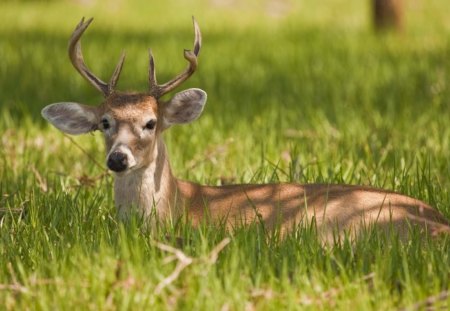 *** DEER *** - nature, deer, animals, graas