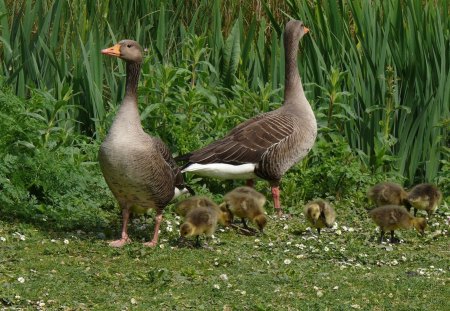 *** Wild Goose *** - wild, animals, birds, goose