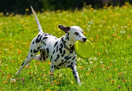 ***  Dalmatian *** - dogs, dalmatin, animals, graas