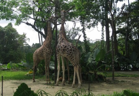 *** Two Giraffes *** - trees, nature, giraffes, animals