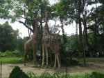 *** Two Giraffes ***