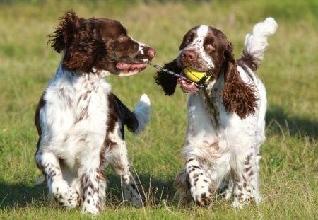 *** Spaniels *** - dogs, animals, spaniels, two