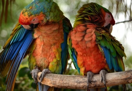 *** Parrots *** - red, animals, parrots, color, birds