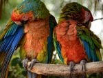 *** Parrots ***