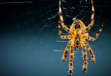 *** Huge Spider *** - spider, yellow, animals, huge