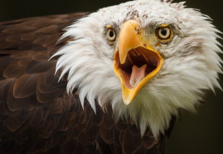 *** EAGLE *** - white, brown, eagle, animals, birds