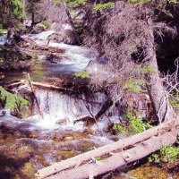 Tumbling  Forest Waterflow