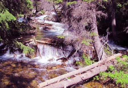 Tumbling  Forest Waterflow - river, water, nature, waterfall, creek, forest, yellowstone