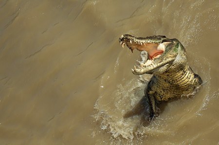 *** Crazy Crocodile *** - crazy, woter, animals, crocodile