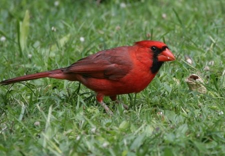 *** CARDINAL *** - cardinal, red, animals, birds