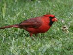 *** CARDINAL ***