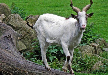 *** Goat *** - goat, color, white, animals