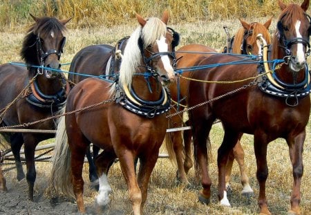 *** Horses *** - horses, brown, animals, hors