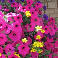 Bright Basket of Posies