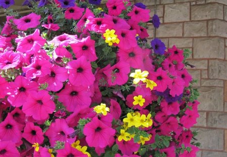 Bright Basket of Posies - flowers, nature, yellow, spring, pink