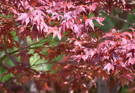 Red leaves - atumn, red, fall, spring, leaves