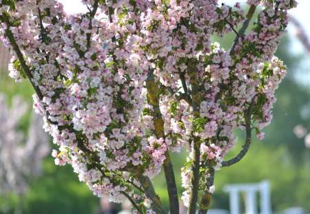 Pink blooming tree - spring, tree, nature, bloom