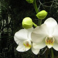 White Orchids