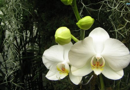 White Orchids - white, nature, orchids, beauty, flowers