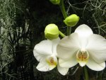 White Orchids