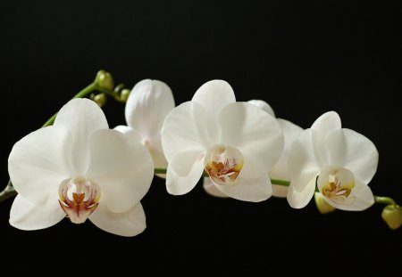 ~Tranquil Beauty~ - orchids, flowers, soft, delicate