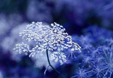 Beautiful Blue Beginnings - nature, flowers, subtle, blue