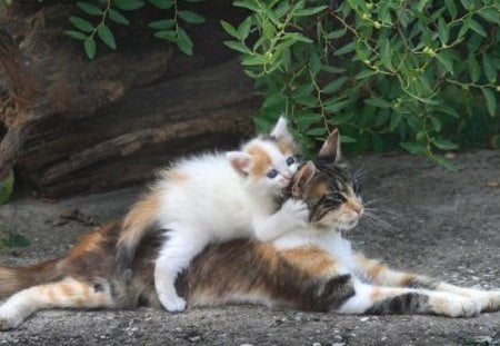 Hey Mom, are you listening?? - cats, mom, kitten, playing