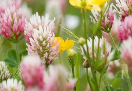 Hint of Yellow in the Pink Clover - field, flowers, clover, pink