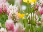 Hint of Yellow in the Pink Clover