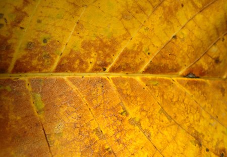 Autumn leaf - september, nature, autumn, macro, leaf