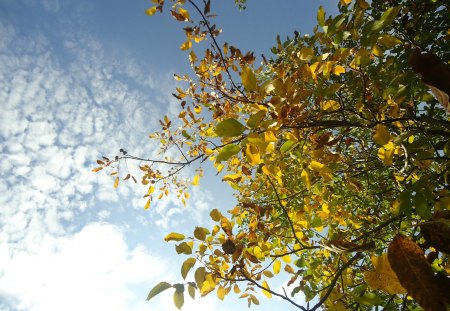 September - nature, september, sky, autumn, leaves