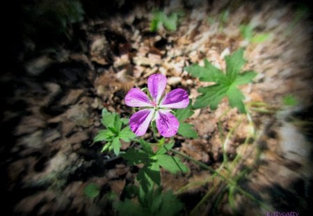 â™¥      âœ¿ Lonely Forest Flower âœ¿      â™¥ - flower, forest, purple flower, flowers, nature, wood