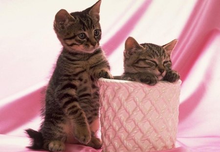 ~~Pretty Kittys in Pink~~ - cats, animals, pink, pretty