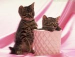 ~~Pretty Kittys in Pink~~