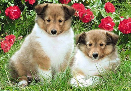 Resting Dogs - cute, nice, dogs, two