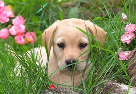 Labrador Pups - cute, grass, puppy, labrador