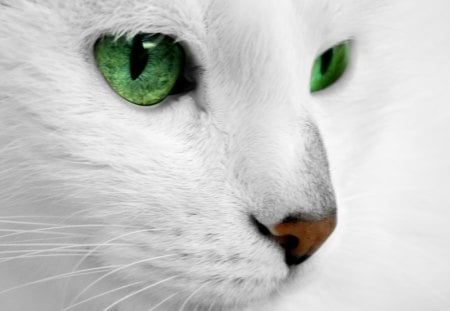 White Cat w/Green Eyes - eyes, white, green, kitty