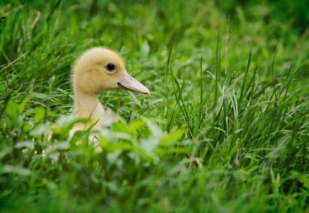 Duck - duck, cute, nice, ducklings