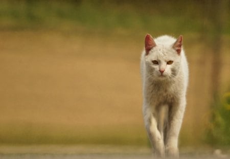 Cat - close-up, attractive face, kitten, beautiful, ears, eyes, hair, cat