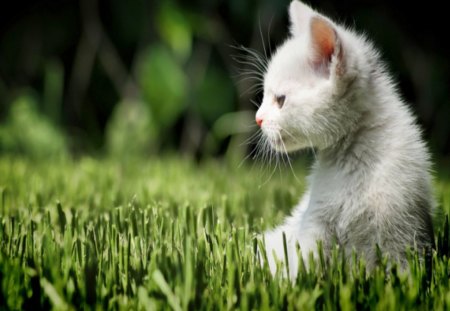 Cat - ears, cat, attractive face, close-up, eyes, hair, beautiful, kitten