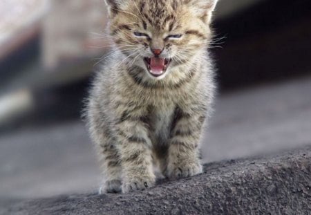 Cat - ears, cat, attractive face, close-up, eyes, hair, beautiful, kitten