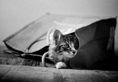 Cat - close-up, attractive face, kitten, beautiful, ears, eyes, hair, cat