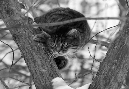 Cat - close-up, attractive face, kitten, beautiful, ears, eyes, hair, cat