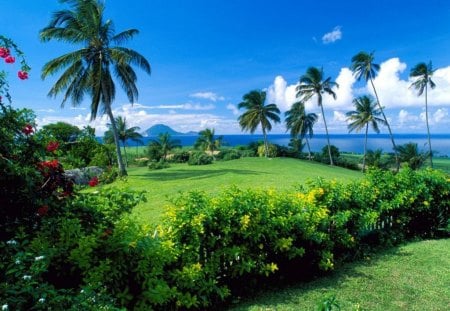 Landscape - nature, landscape, palms, flowers, sea, grass