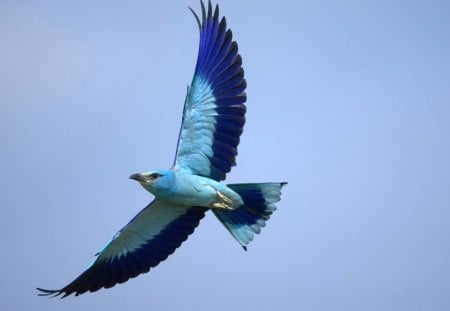 Bird - wing span, feathers, wings, bird, flying, nature, blue, beak, animal, fly