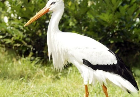 Stork - bird, wade, water, yellow, grass, tree, black, white, animal, nature, fly, stork, wings, beak, feathers