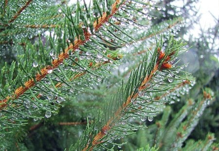 Rain Drops on Pine - pine, forest, pinetree, rain, raindrops, nature