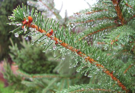 Raindrops on the Branches - pine tree, pines, raindrops, rain, forest