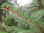 Raindrops on the Branches